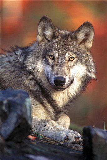 Hunters Gear Up for Wolf 'Slaughter'