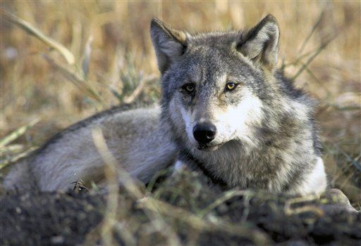 Gray Wolves Lose Protection Tomorrow