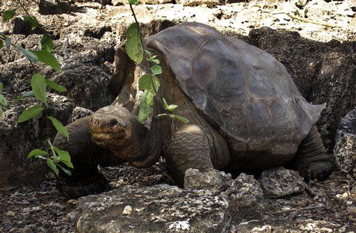 Rare Galapagos Pinta Tortoise, Lonesome George, Seeks Mate