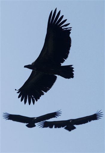 German Cops to Use Vultures to Find Corpses