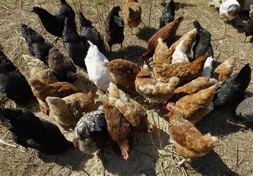 FDA: Chickens Contain Arsenic