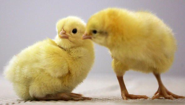 Salmonella Outbreak Came From Baby Chicks, Ducklings