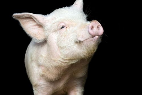 Scientists: We Can Make Pigs Grow Human Organs