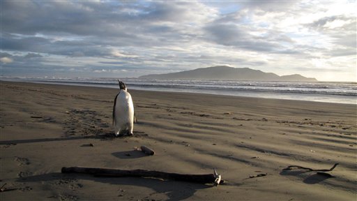 Penguin Spotted 2K Miles From Home