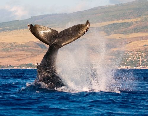 Humpback Whale's Tail Smacks Boy in Australia