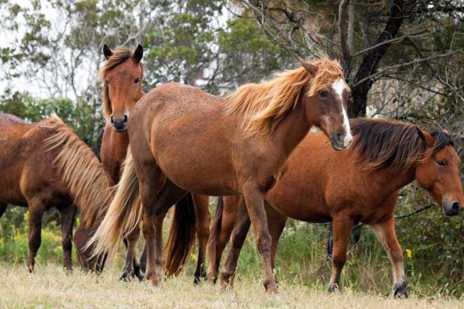 Assateague Island: Where 'Wild' Horses Mooch Junk Food