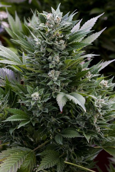 Feds Slam Door on Medical Marijuana