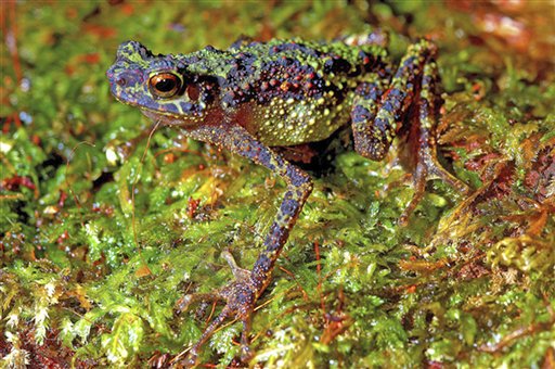Bornean Rainbow Toad Found By Malaysian Researchers: First Sighting Since 1924