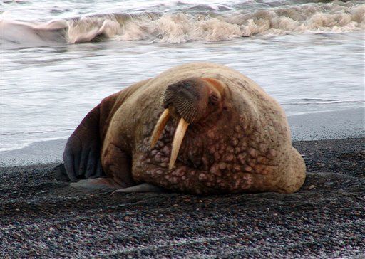 Alaskans Plead Guilty to Trafficking in Walrus Ivory