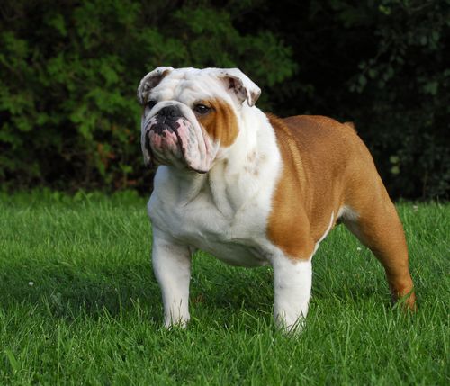 Airlines Ban Dog Breeds: Bulldogs, Pugs, Boxers Not Allowed On Many Flights