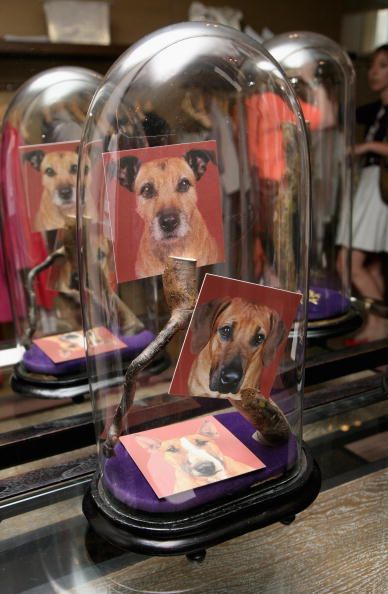 Alexander McQueen Leaves $82K to Dogs