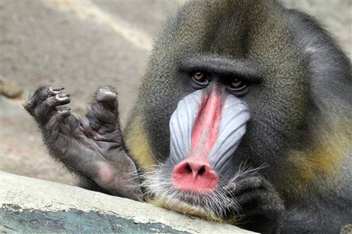Monkeys Create Own Language Sign