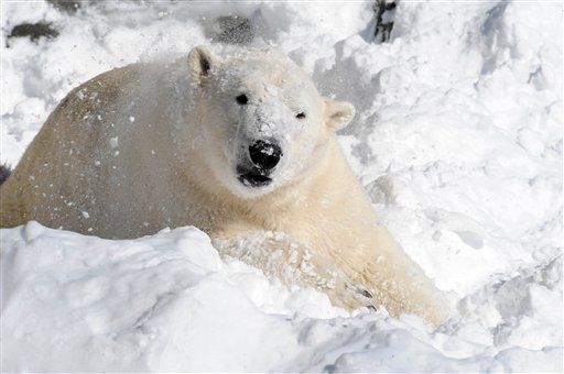 Polar Bear Kills Tourist in Norway