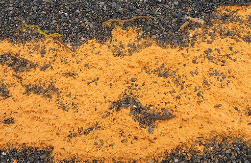 Mysterious Orange Goo Washes Ashore in Alaska