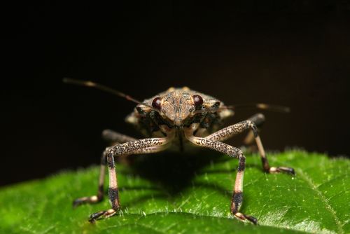 Get Ready for Even More Stink Bugs
