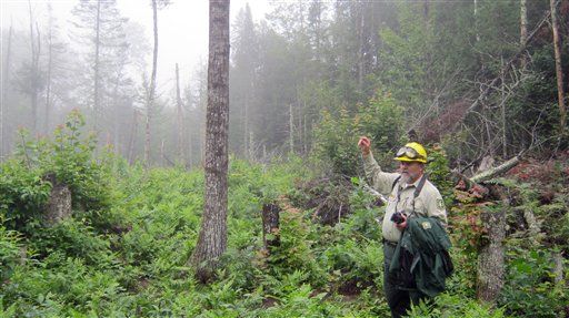 Cops Find Huge Pot Farm in National Forest —Again