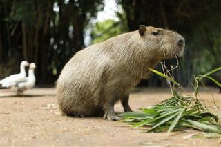 Capybara Rodent Roams Paso Robles, California