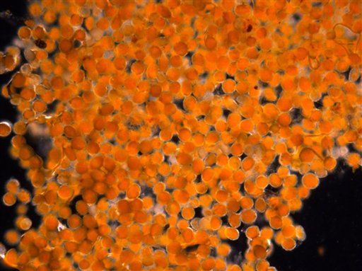 Alaska's Orange Goo Is Actually Fungal Spores
