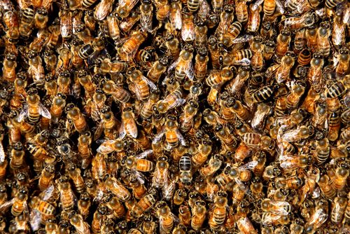 95-Year-Old Survives 400 Bee Stings