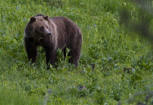 Man in Court for Killing Grizzly on Property