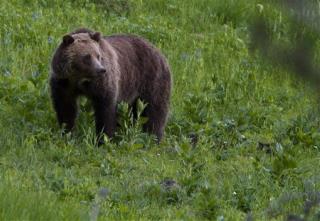 Man in Court for Killing Grizzly on Property