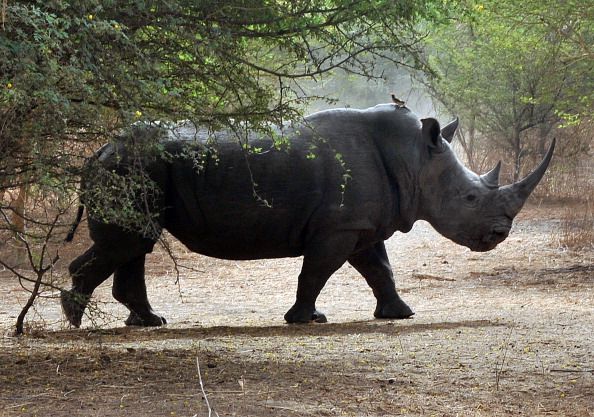 Thieves Busting Into European Museums to Steal Rhino Horns