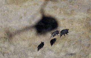 Shooting Wild Pigs From Helicopters Won't Work