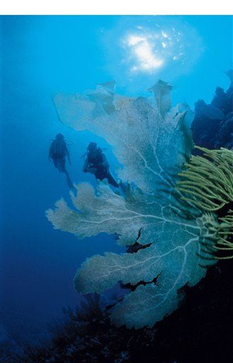 Coral Reefs Gone By Century's End