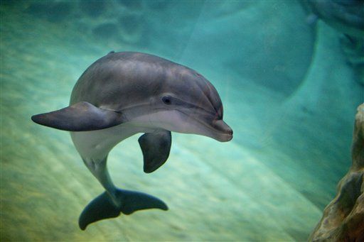 Bottlenose Dolphins Killing Porpoises in San Francisco Bay