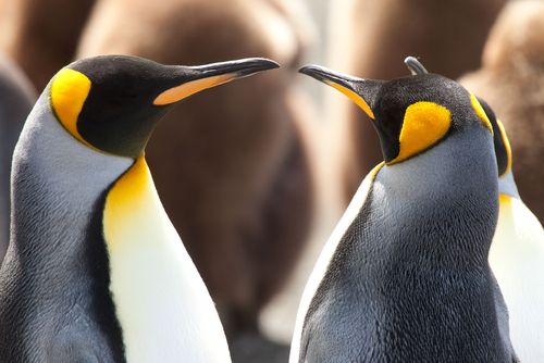 Scientists Reveal Flirting Tips From the Natural World