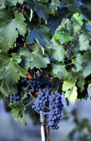 Grape Bandits Strip Vineyard