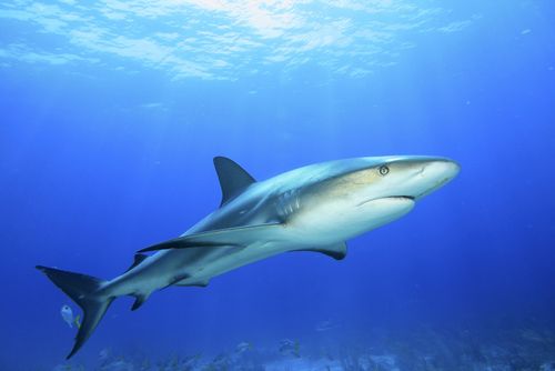 Marshall Islands Create Massive Shark Sanctuary