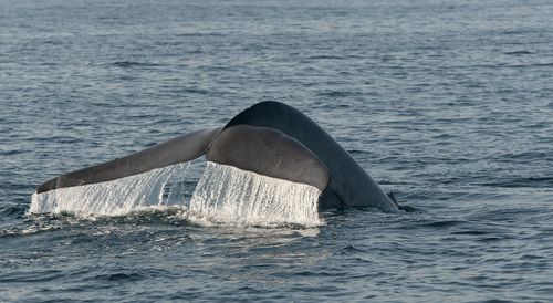 Endangered Blue Whales Visit Los Angeles for Risky Meals