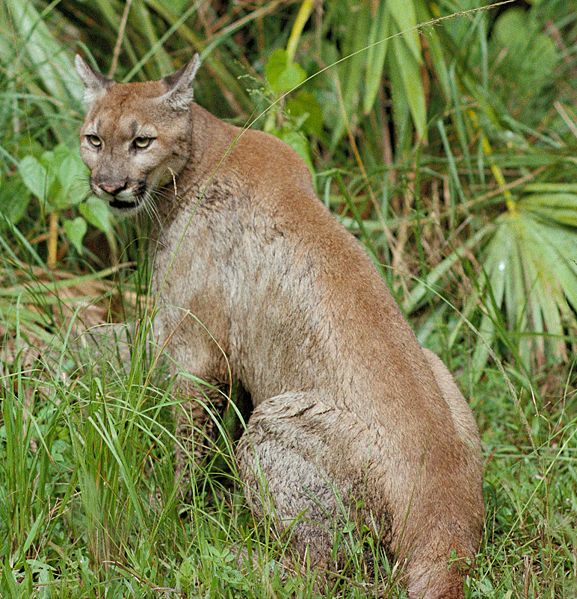 Florida Ranchers Give Returning Panthers a Break