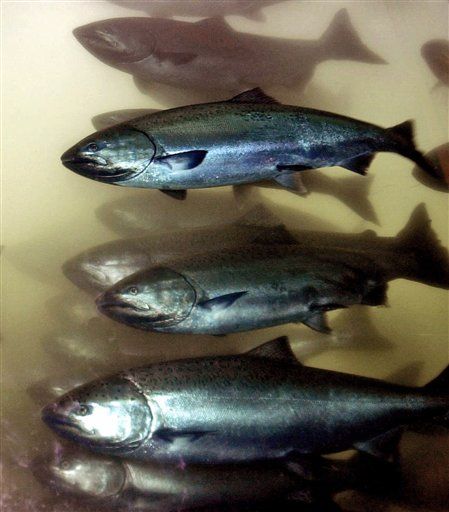 Lethal Virus Hits Pacific Salmon