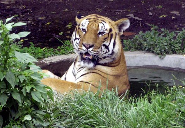 Conservationists to 'Poop-Print' Nepal's Tigers