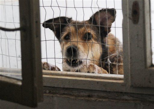 Ukraine Accused of 'Barbaric' Dog Slaughter