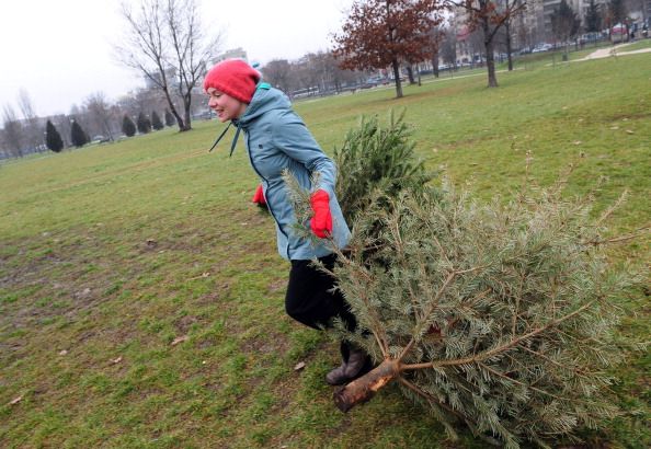 Government OKs Christmas Tree Tax