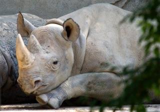 western black rhinoceros extinct