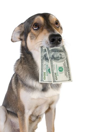 Dog Scarfs $1K in Cash