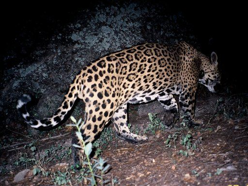 Wild Jaguar Spotted in Arizona