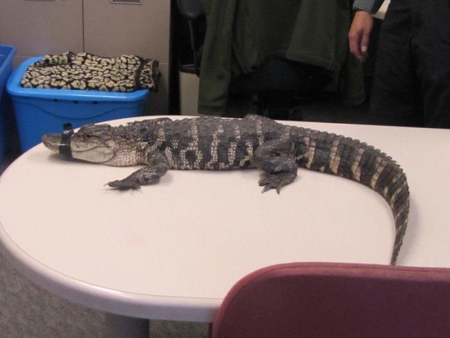 Conn. Cops Called to Home Dispute Find 4-Foot Gator