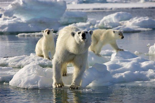 Polar Bear Cannibalism May Be Rising