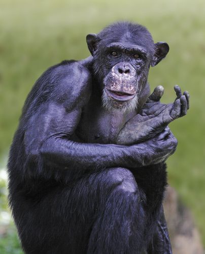 National Institutes of Health Halt Chimpanzee Research