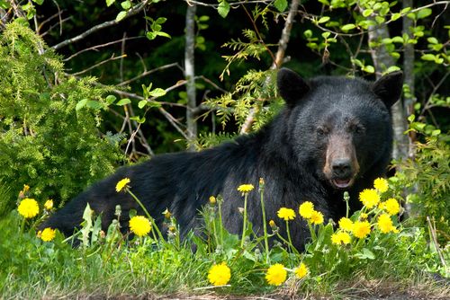 Hidden Victims of Border Fence: Black Bears