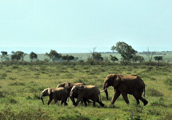 2011: Deadly Year for Elephants