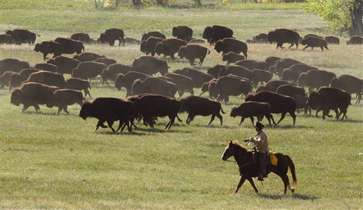 32 Bison Shot to Death in Colorado