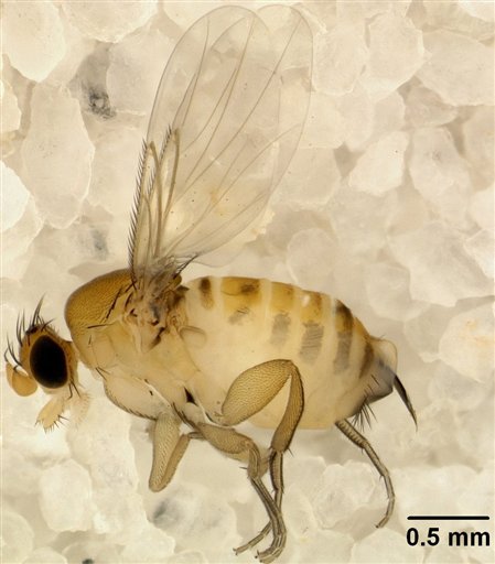 Tiny Fly May Help Explain Honeybee Die-Off