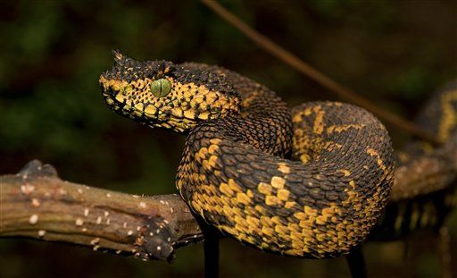 Meet the World's Newest Snake: Matilda