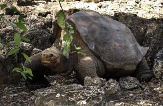 'Extinct' Galapagos Tortoise Still Alive